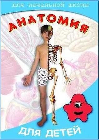 解剖男孩