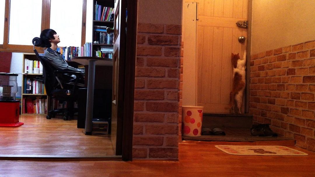 猫咪盗贼