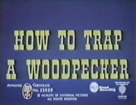How to Trap a Woodpecker