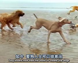 认识狗狗