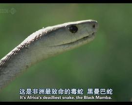 BBC自然世界：黑曼巴，白女巫