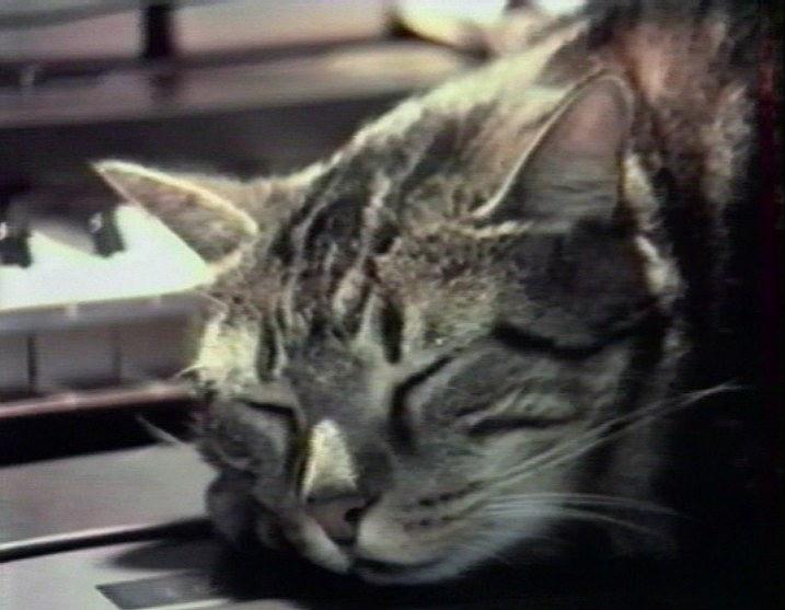 听音乐的猫