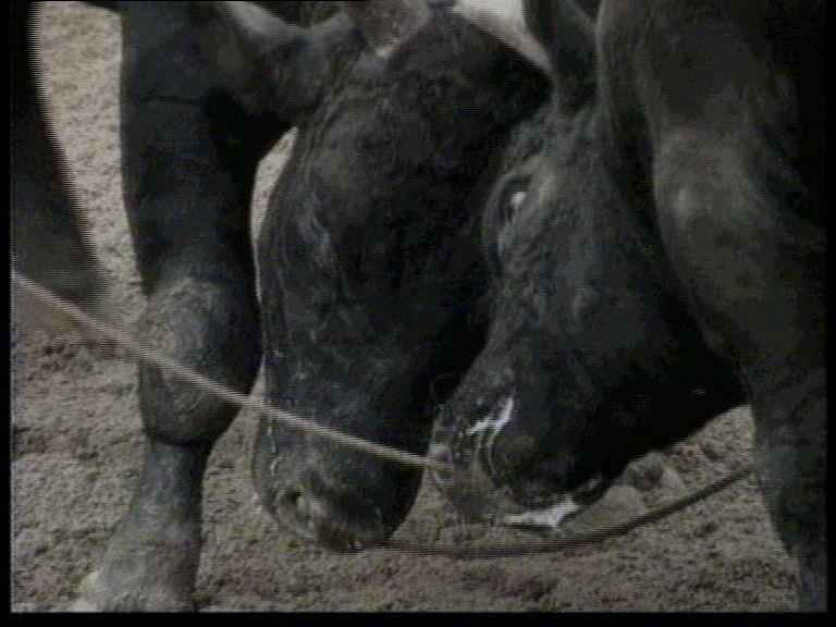 Bullfight in Okinawa