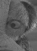 The Owl and the Lemming: An Eskimo Legend