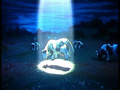 Herd