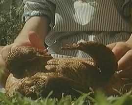 Cane Toads: An Unnatural History