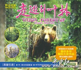 走进针叶林