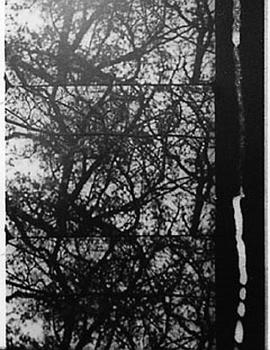 3/60: Bäume im Herbst