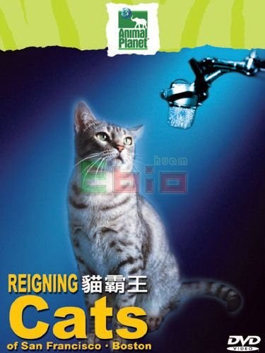 猫霸王