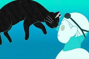 游泳池的猫