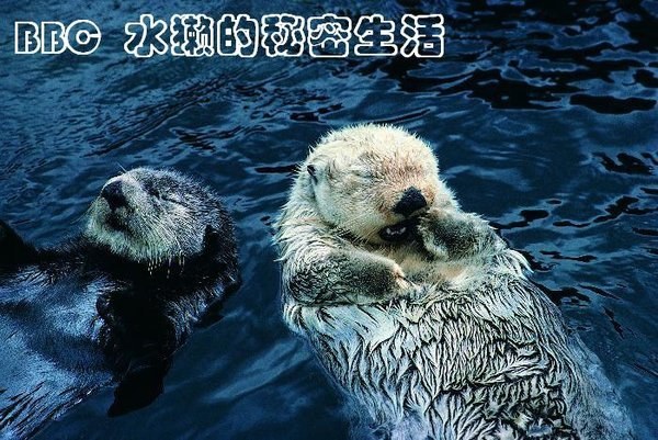 水獭一家的秘密生活
