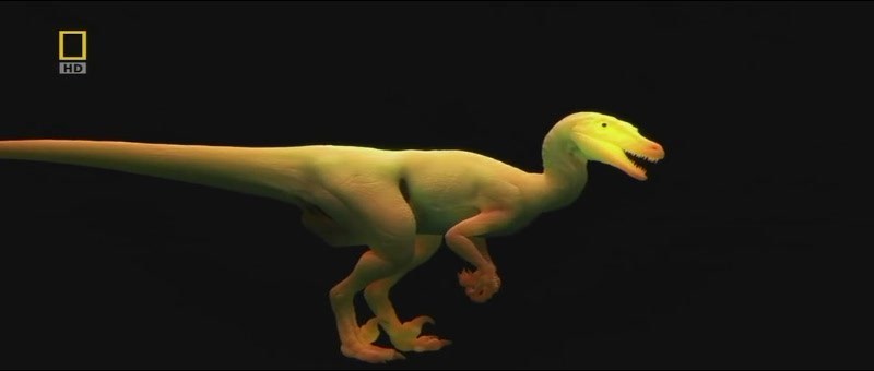 國家地理.演化足跡 ：迅猛火雞Evolutions: Dino Turkey