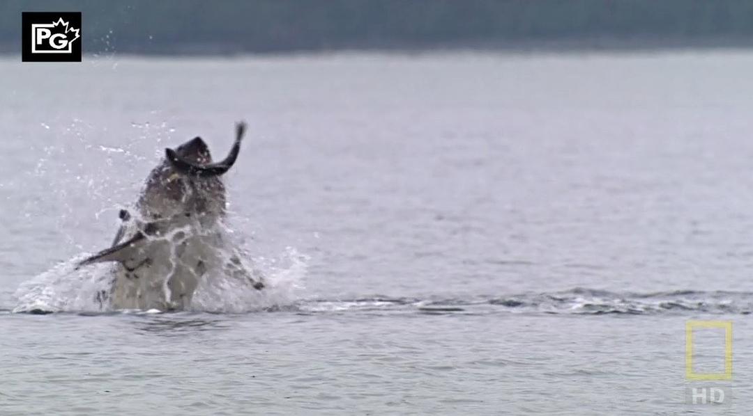 国家地理：阿拉斯加食人鲨