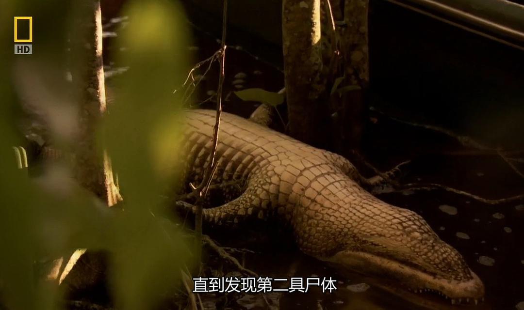 掠食者犯罪现场：僵尸鳄鱼