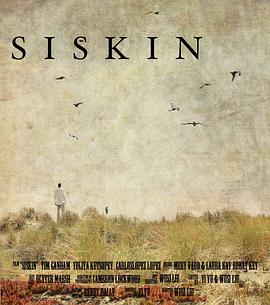 黄雀Siskin