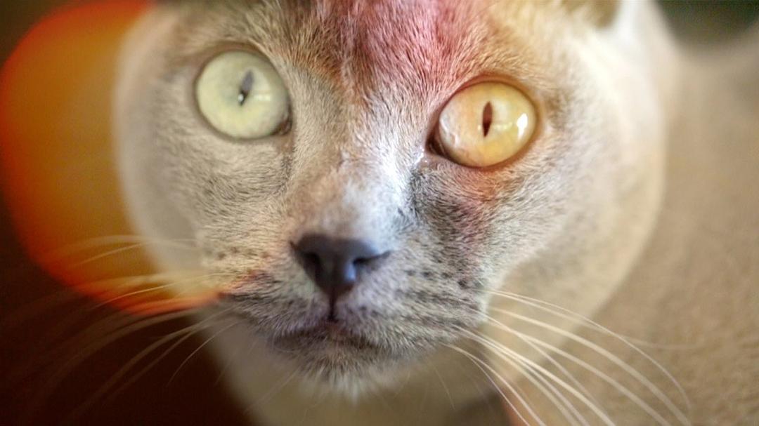 Catnip: Egress to Oblivion?