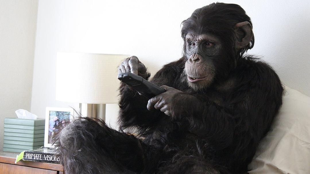 Primate Cinema: Apes as Family