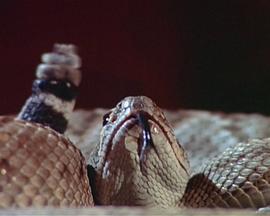 Rattlers