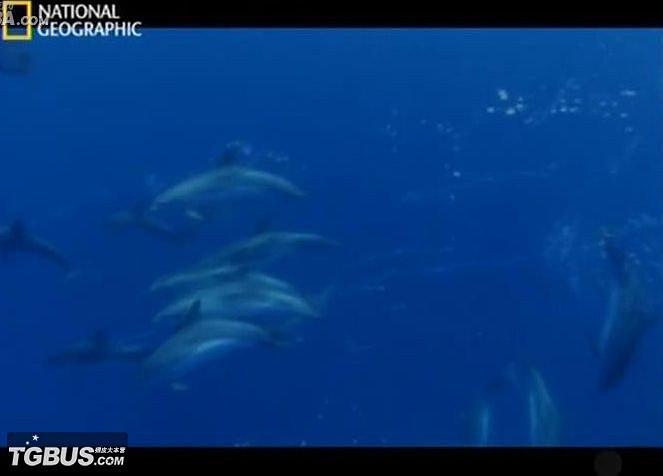 国家地理：海中闪电侠