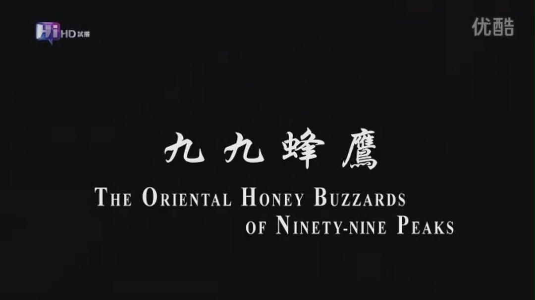 宝贝台湾系列:九九蜂鹰