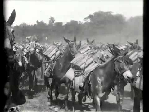 Pack Mules with Ammunition on the Santiago Trail, Cuba