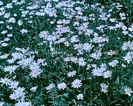 关于一朵花的歌