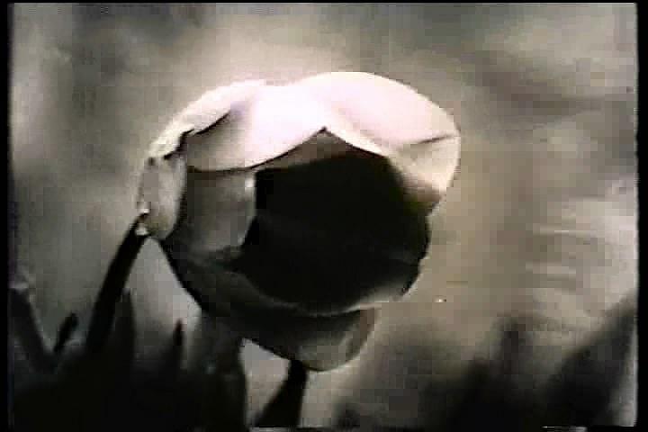 阿拉伯花饰