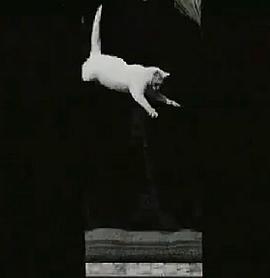 下落的猫