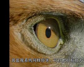 Wildlife Special: Eagle