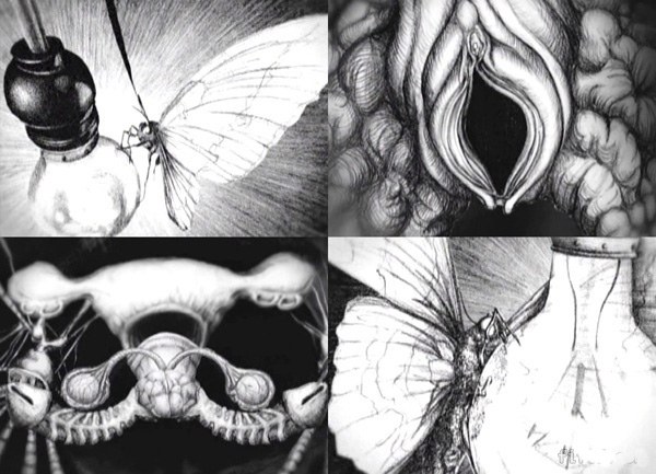 Anatomía de una mariposa
