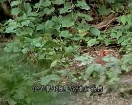 国家地理：猫咪的秘密日记