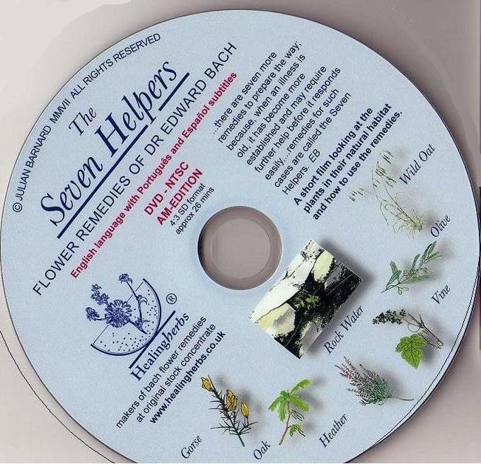 7个协助者花药