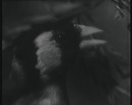 宾
