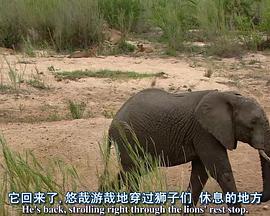 探索频道： 非洲超级七兽