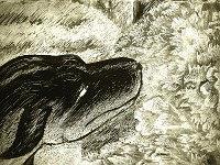 Black Dog