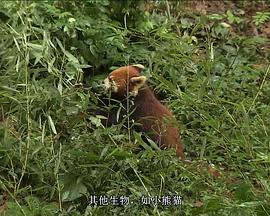 国家地理 - 大熊猫