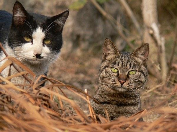 校园的猫