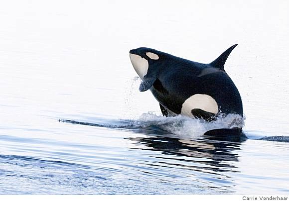 Ocean Adventures：Call of the Killer Whale
