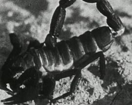 The Smell of Burning Ants