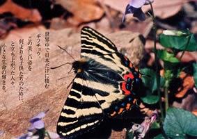 ギフチョウと生きる郷 ～神奈川県藤野町篠原・牧場地区の記録～