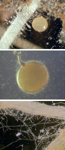 菌と植物の共生 VA菌根菌を探る