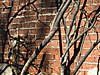 Backyard Shadow