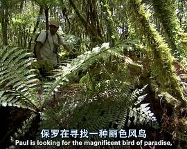 自然世界：天堂之鸟