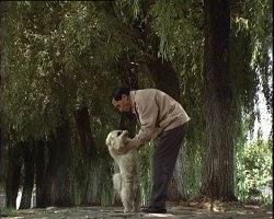 流浪狗小黄的故事
