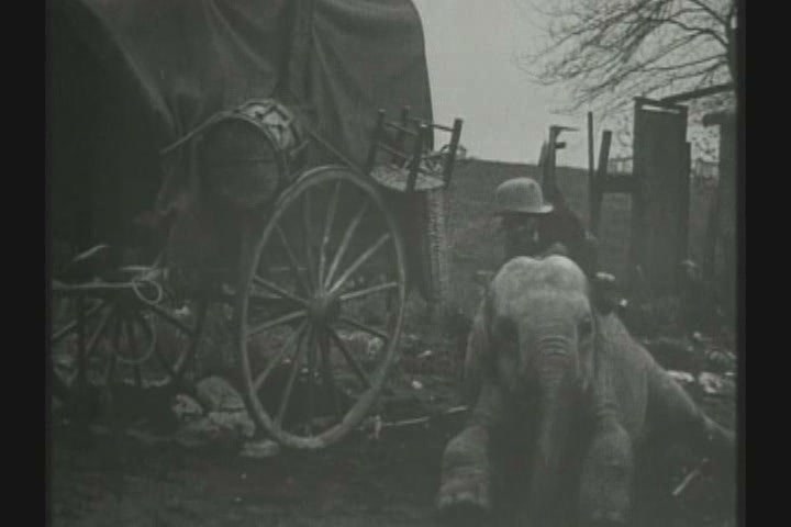 Tiny Tim and the Adventures of His Elephant