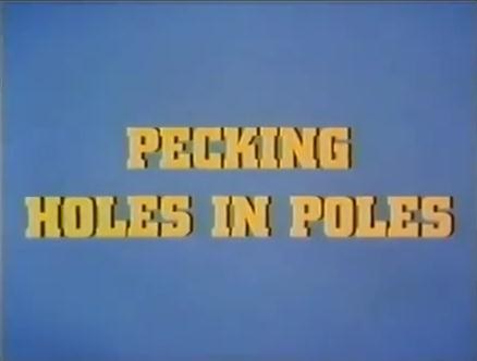 Pecking Holes in Poles