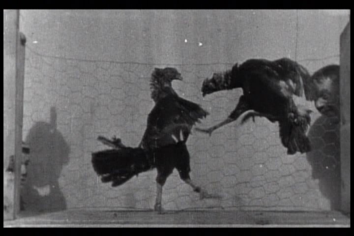 The Cock Fight