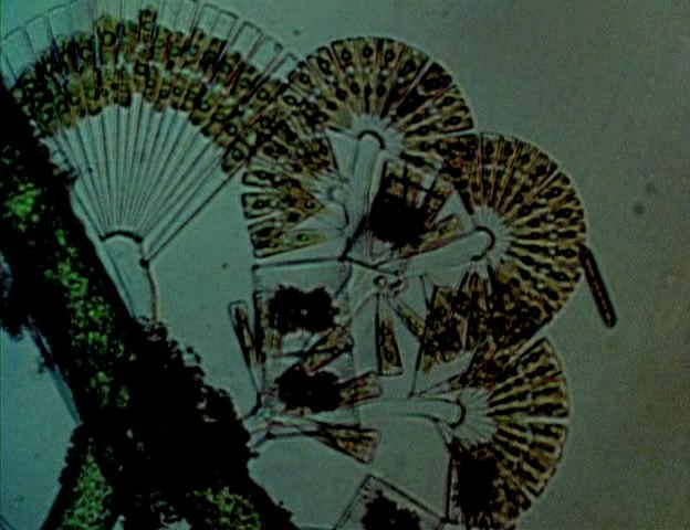 硅藻