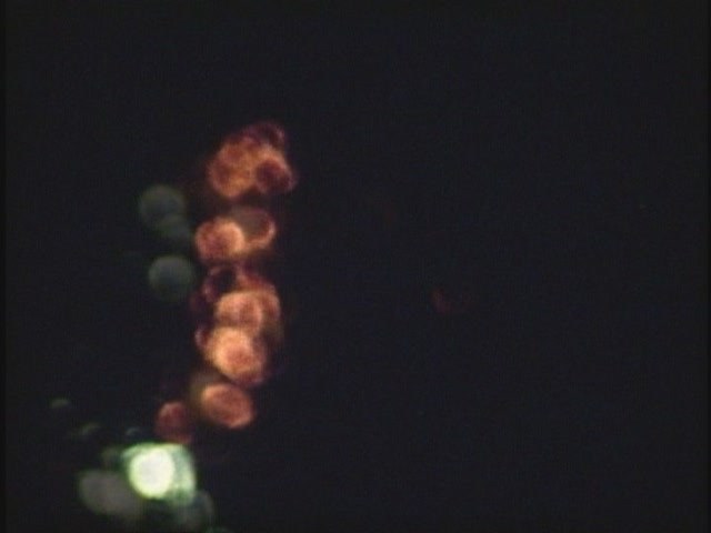 黄泉の真珠
