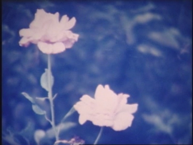 花が咲いたら
